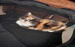 Mixed Breed cats for sale: Fluffy Mixed Breed Kittens For Sale  - Image 21