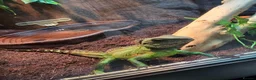 Dragon reptiles for sale: Male Chinese water dragon - Advert 2