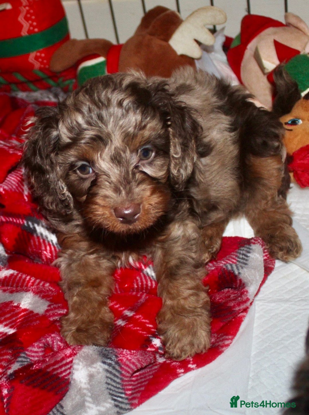 Cockapoo dogs for sale: Child friendly cockapoo puppies  - Advert 10