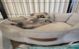 Pomeranian dogs for sale: Miniature Pomeranian Puppies For Sale  - Advert 11