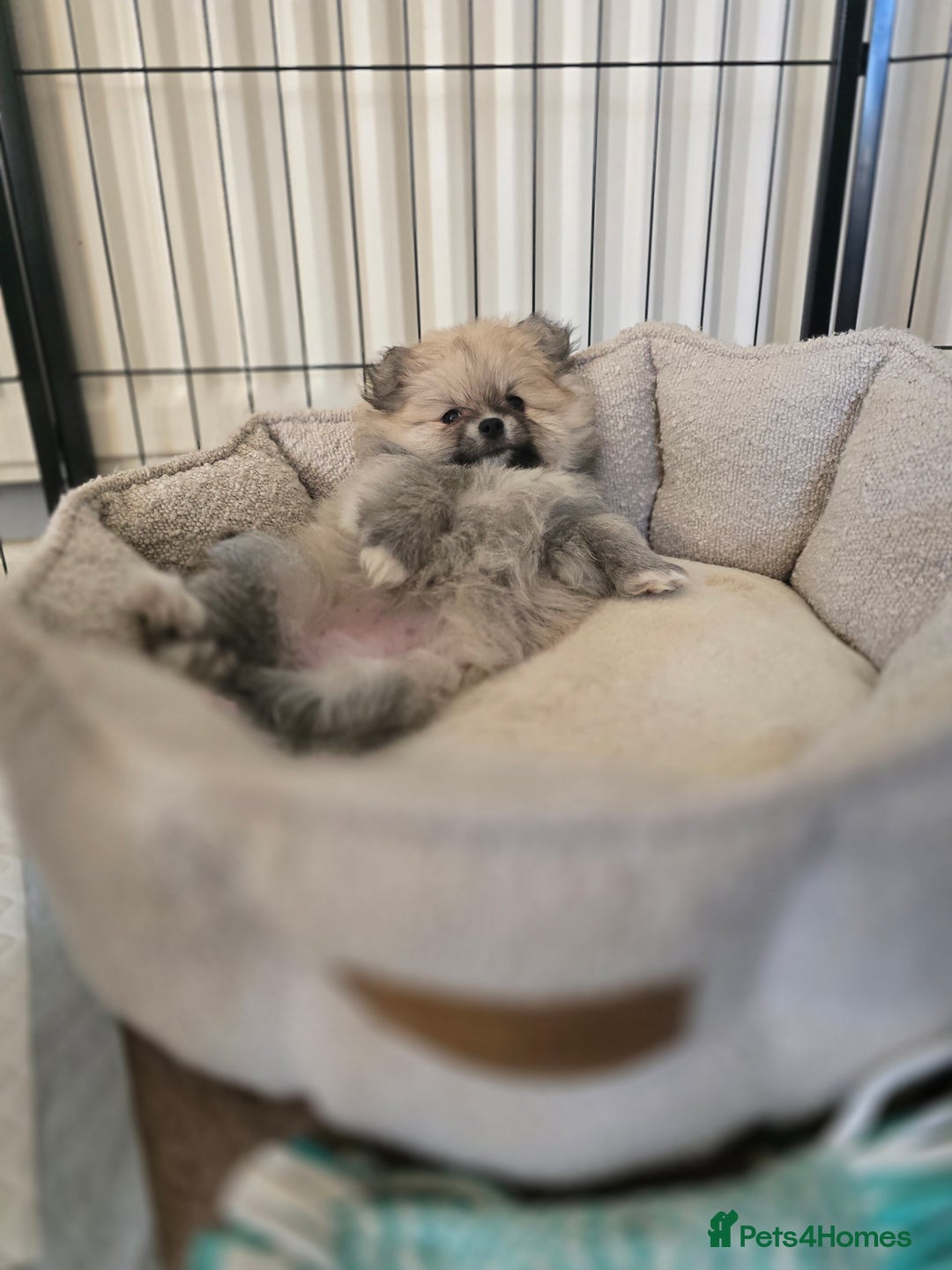 Pomeranian dogs for sale: Miniature Pomeranian Puppies For Sale  - Advert 11