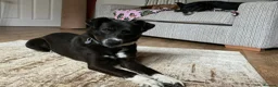 Mixed Breed dogs for adoption: Meet Ava, currently residing in Shropshire  in Oswestry - Advert 2
