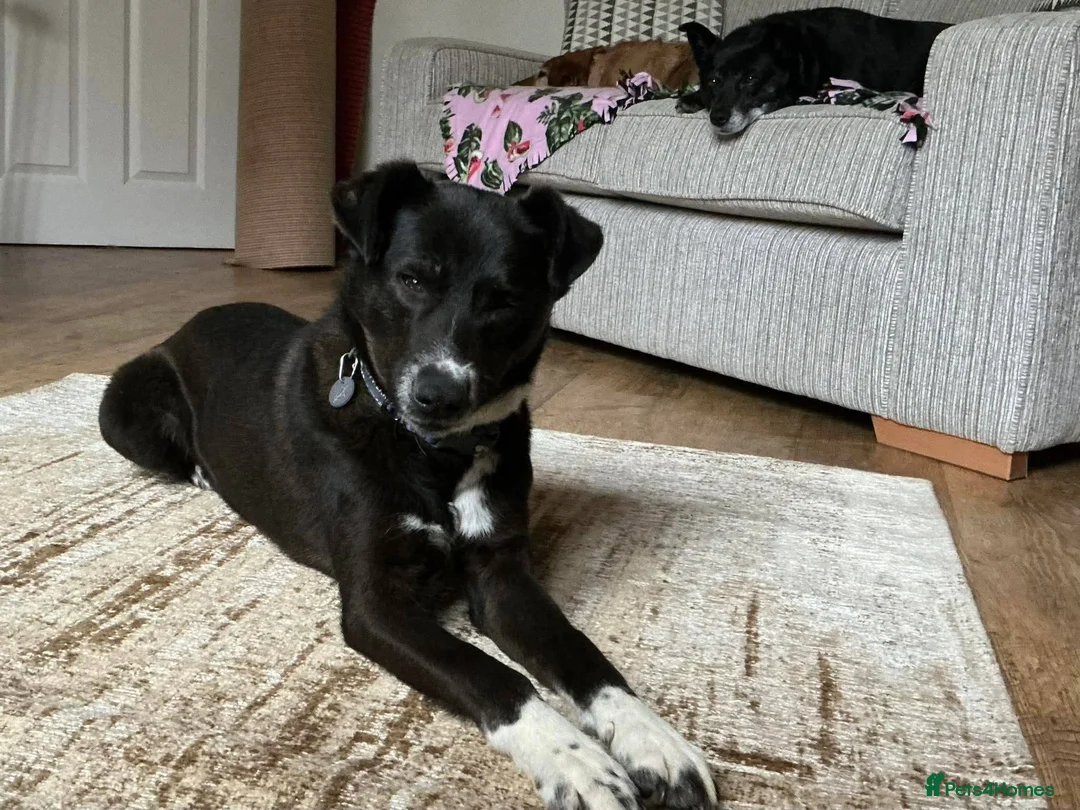 Mixed Breed dogs for adoption: Meet Ava, currently residing in Shropshire  in Oswestry - Advert 2
