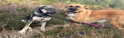 Mixed Breed dogs for adoption: Rolo - Norwich Norfolk  - Advert 19