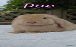 Mini Lop rabbits for sale: Beautiful mini lops girls and boys in Huntingdon - Image 6