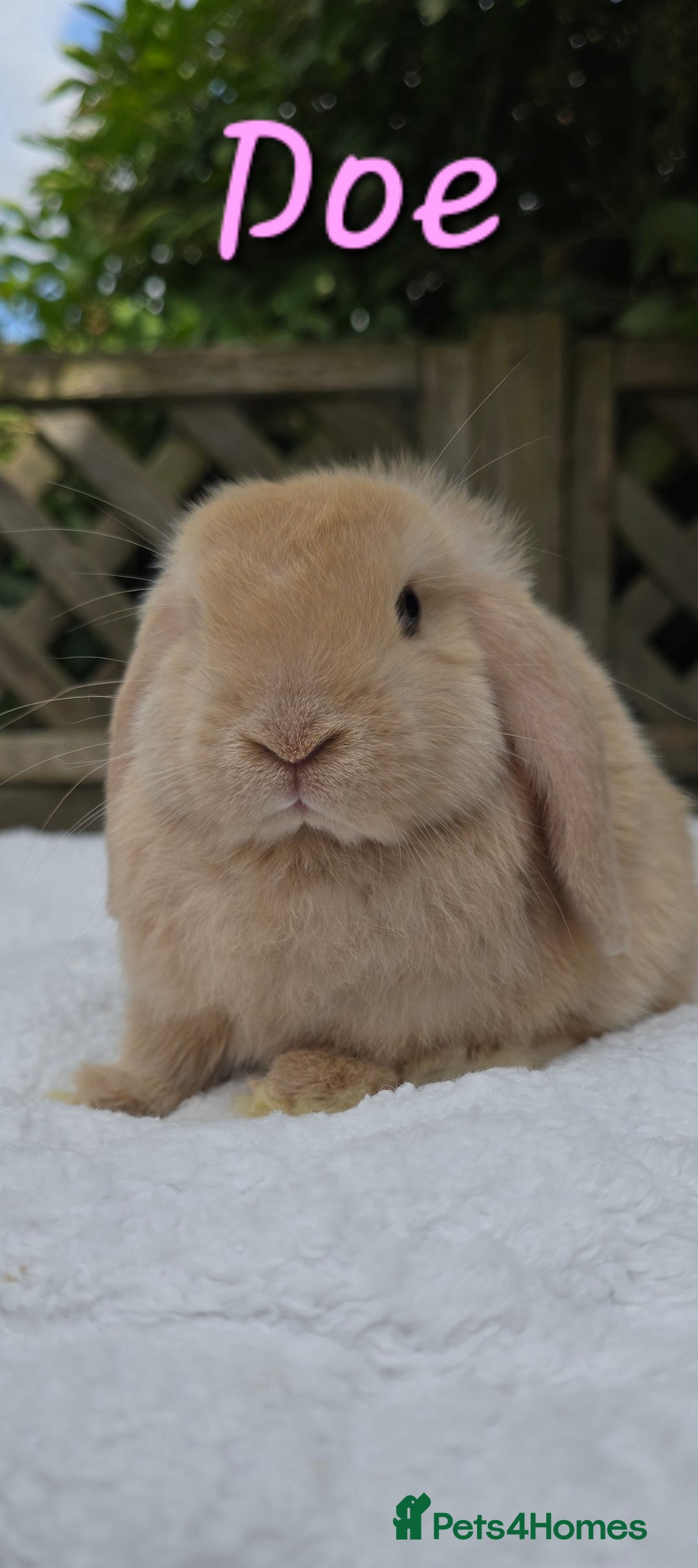 Mini Lop rabbits for sale: Beautiful mini lops girls and boys in Huntingdon - Image 6