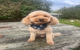 Toy Poodle dogs for stud: KC registered red toy poodle stud dog in Chelmsford - Image 1