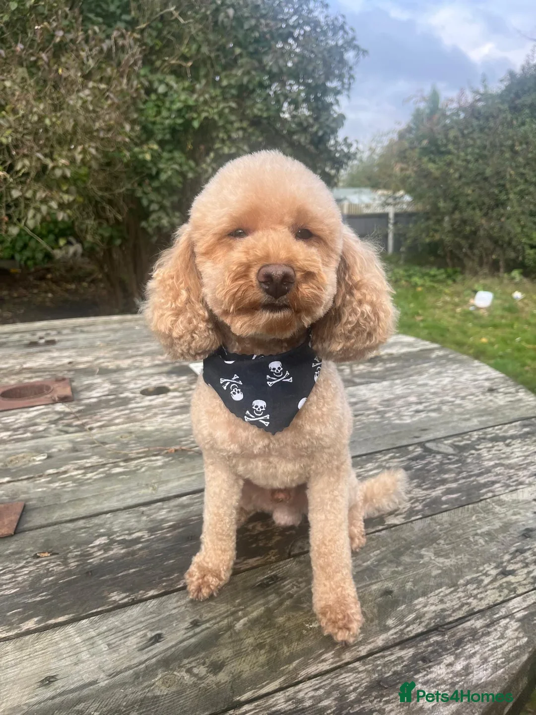 Toy Poodle dogs for stud: KC registered red toy poodle stud dog in Chelmsford - Advert 1