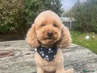 Toy Poodle dogs KC registered red toy poodle stud dog in Chelmsford - Advert 2