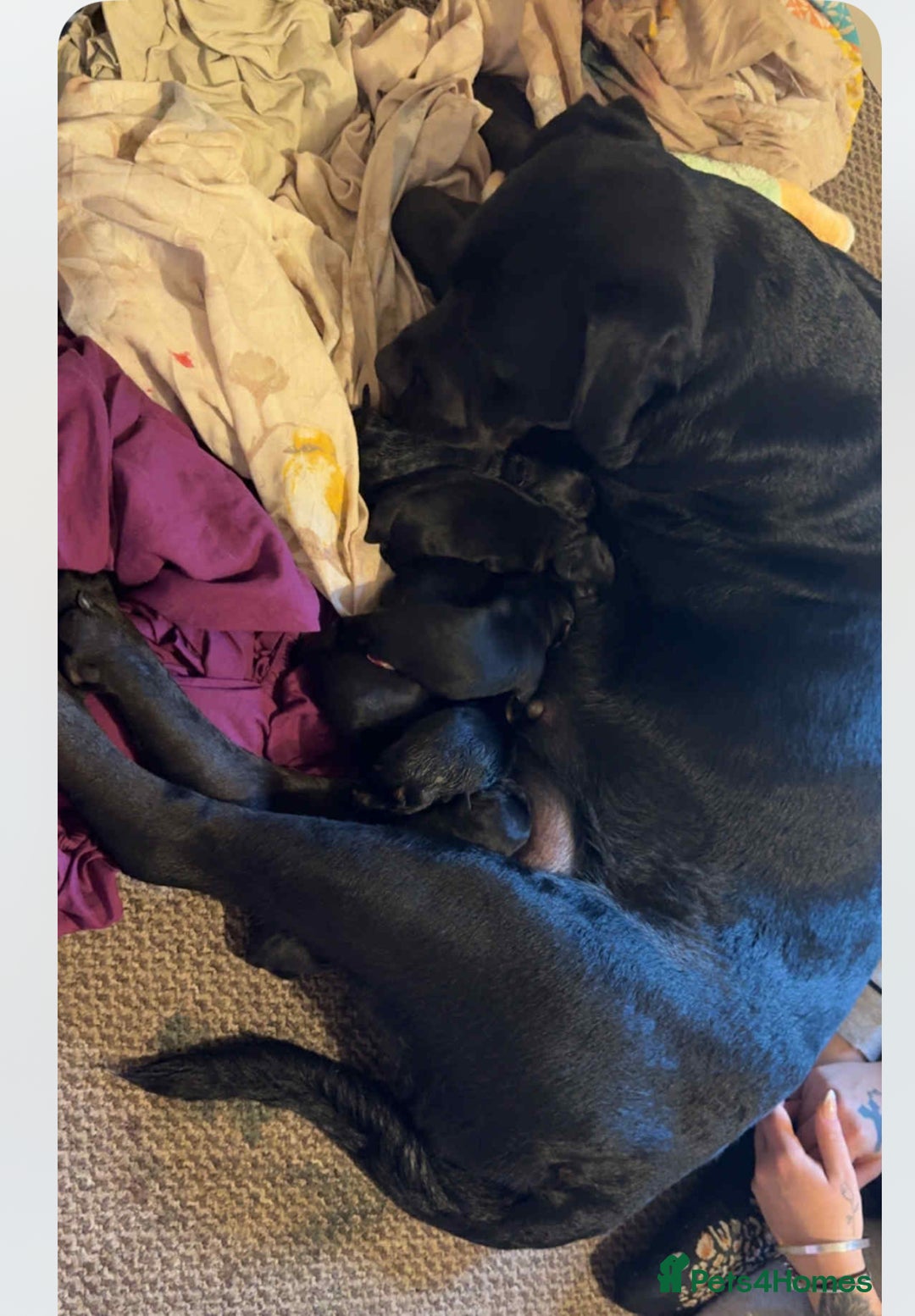 Rottweiler dogs for sale: Stunning Rottweiler puppies ✨ - Image 14