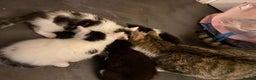 Mixed Breed cats for sale: Kittens for sale black and white mixed cuties - Advert 4