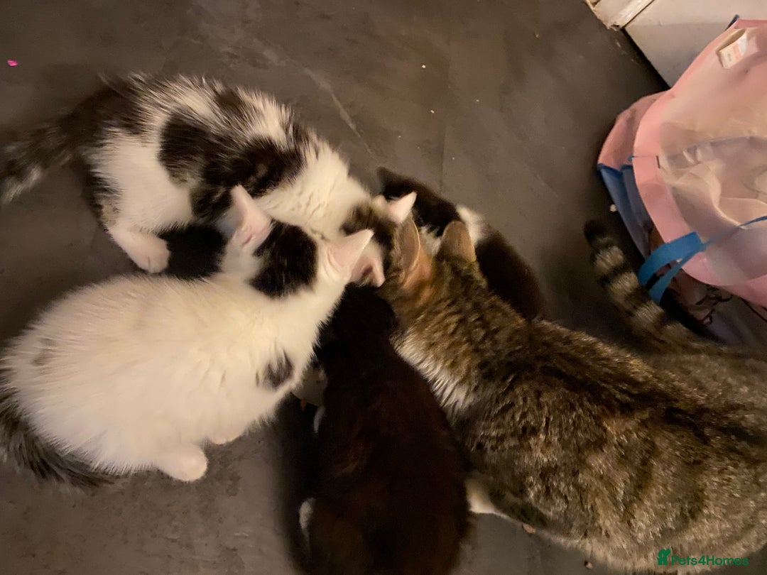 Mixed Breed cats for sale: Kittens for sale black and white mixed cuties - Advert 4