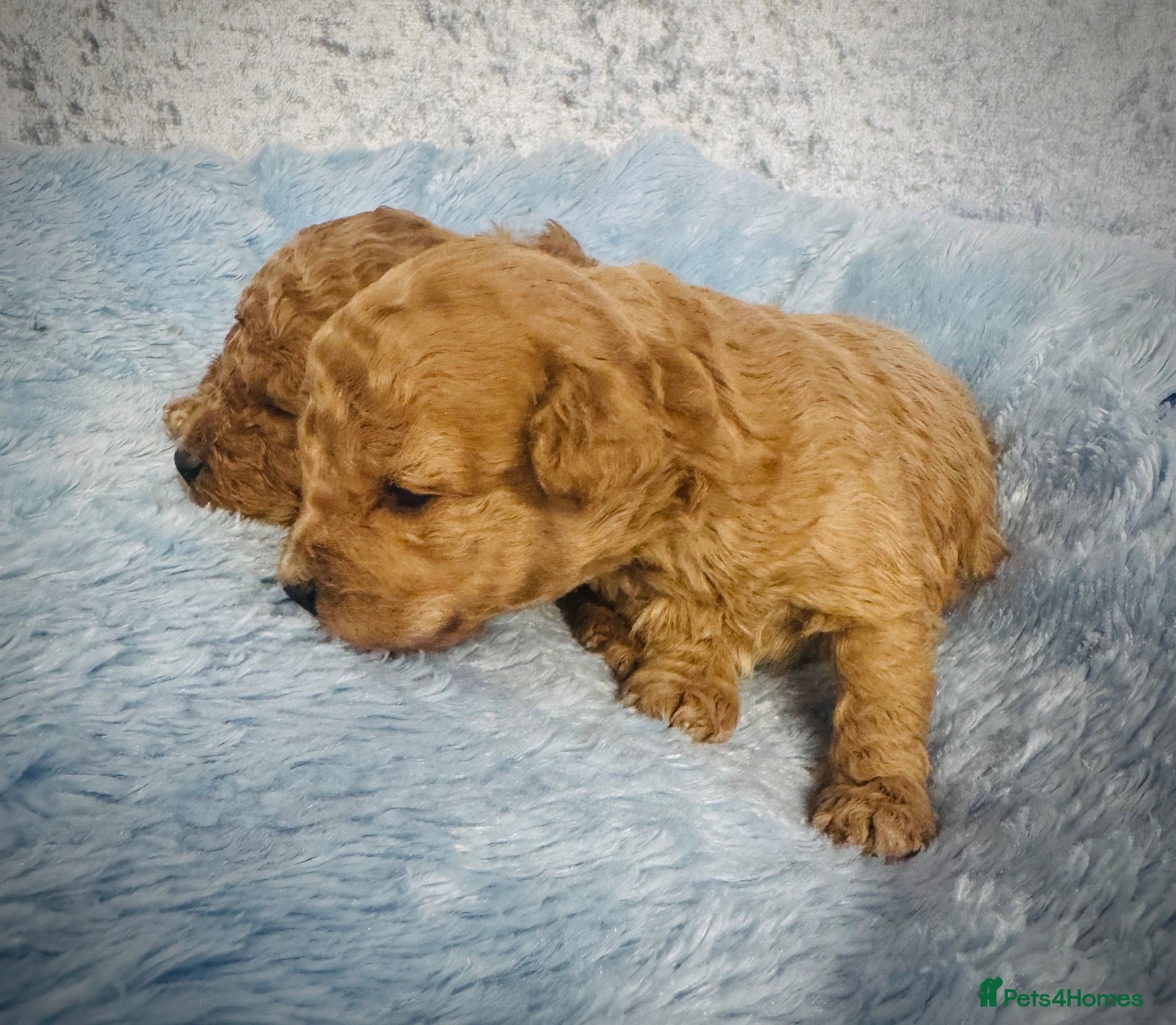 Toy Poodle dogs Red Asian x Toy Poodle  - Advert 15