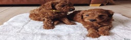 Toy Poodle dogs for stud: EXTENSIVELY HEALTH TESTED TOY POODLE STUD TYSON🌹 in Sheerness - Advert 33