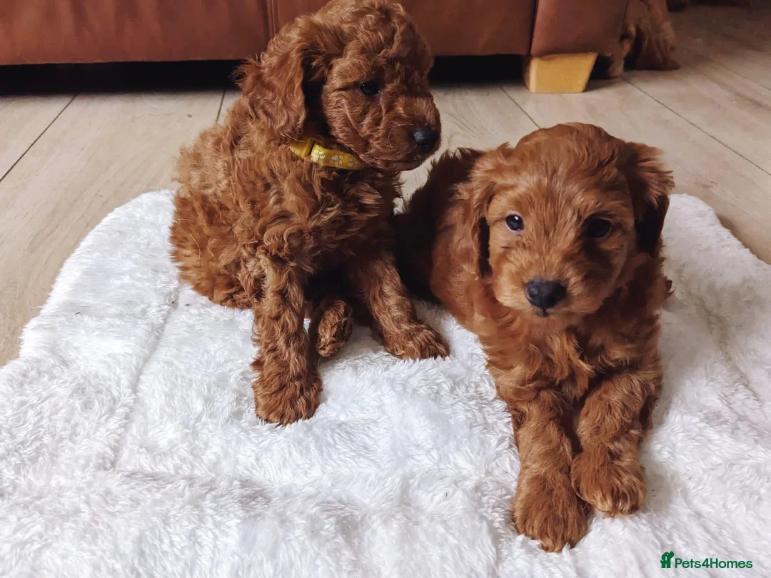 Toy Poodle dogs for stud: EXTENSIVELY HEALTH TESTED TOY POODLE STUD TYSON🌹 in Sheerness - Advert 33