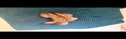 Savannah cats for sale: Savannah F5 Bengal hybrid  in Goole - Advert 6