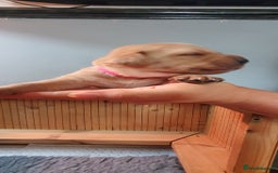 Labrador Retriever dogs for sale: Fox red Labrador - Image 4