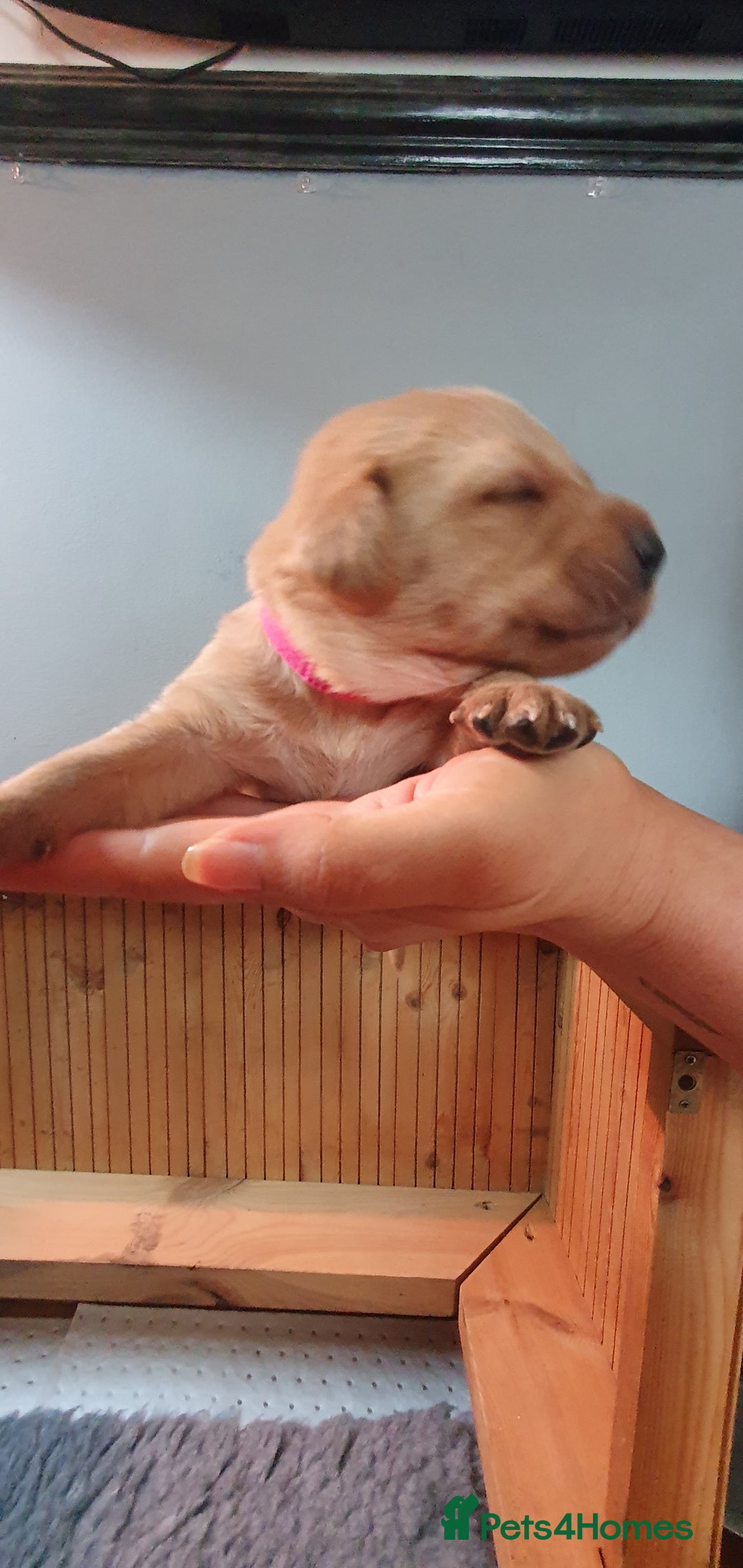Labrador Retriever dogs for sale: Fox red Labrador - Image 4