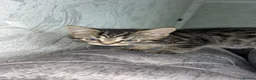 Domestic Shorthair cats for sale: Adorable tabby’s kittens - Advert 3