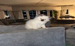 Ragdoll cats for sale: 🌟 Beautiful Ragdoll Kittens – Ready Soon! 🌟 - Image 8