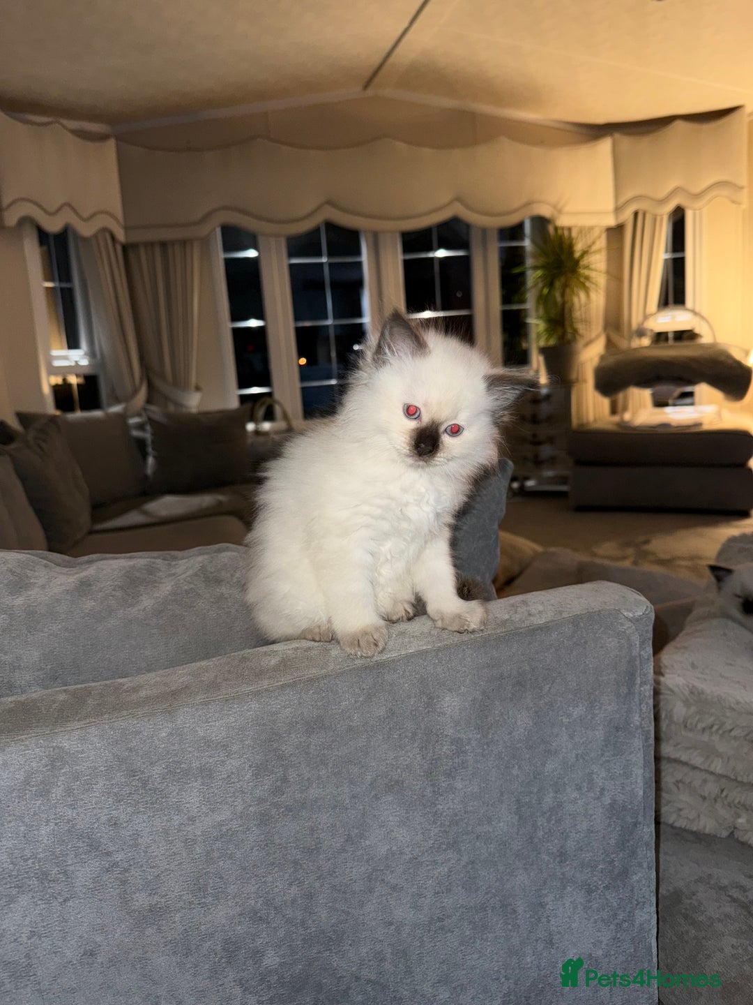 Ragdoll cats for sale: 🌟 Beautiful Ragdoll Kittens – Ready Soon! 🌟 - Image 8