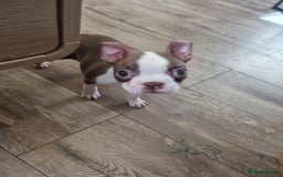 Boston Terrier dogs for sale: Boston Terrier pups - Image 26