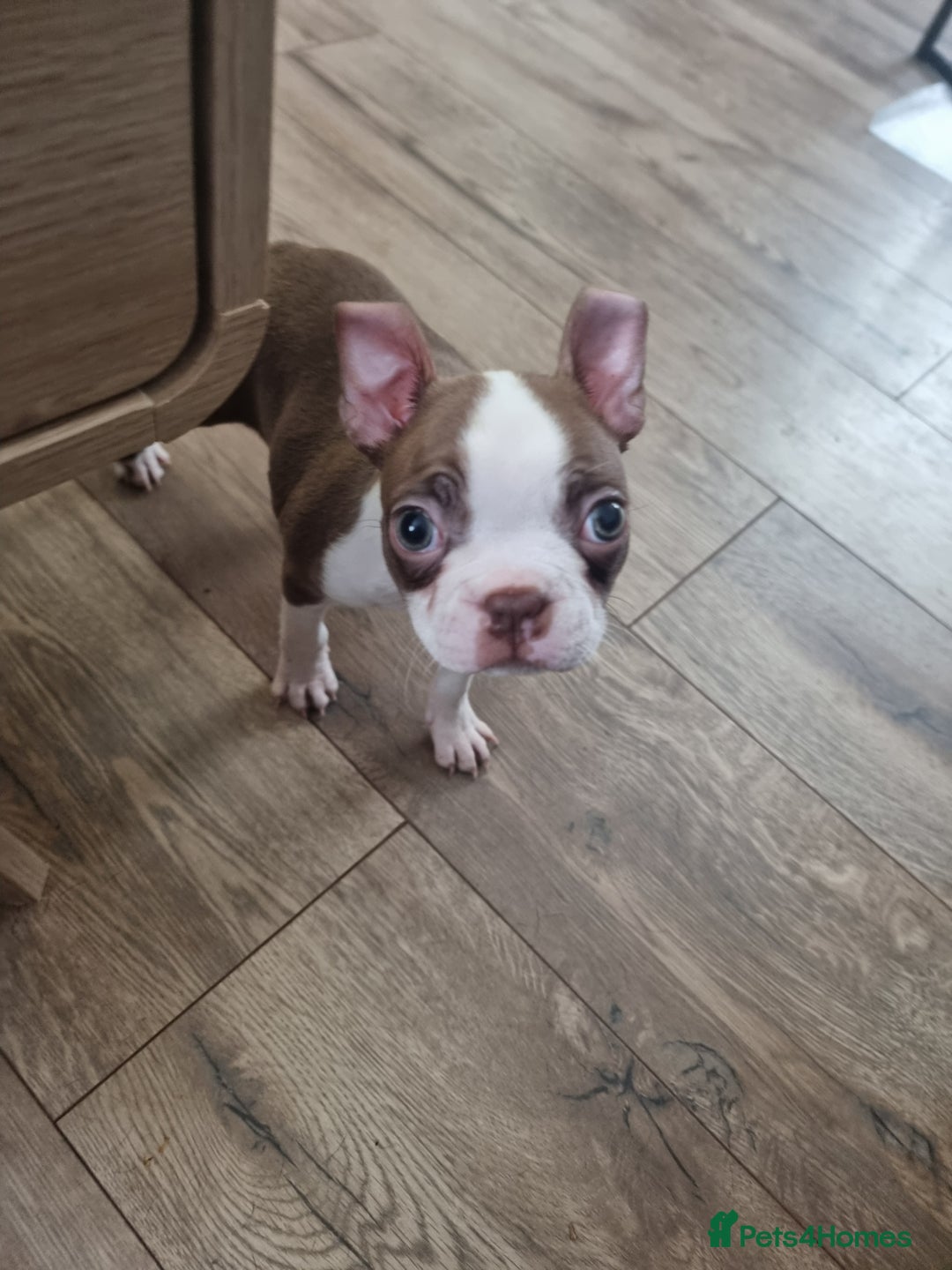 Boston Terrier dogs for sale: Boston Terrier pups - Image 26