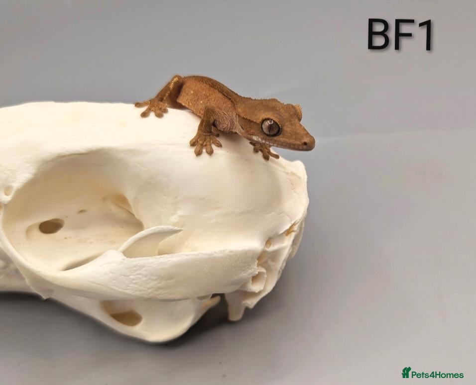 Gecko reptiles Red Phantom Crested Gecko CB26 - Advert 1