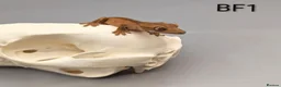 Gecko reptiles for sale: Red Phantom Crested Gecko CB26 - Advert 1