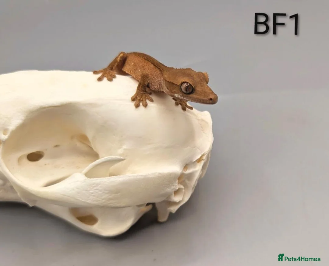 Gecko reptiles for sale: Red Phantom Crested Gecko CB26 - Advert 1