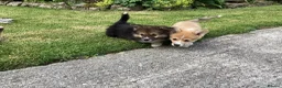 Welsh Corgi Pembroke dogs for sale: Super Freindly Welsh Pembroke Corgi - Advert 10