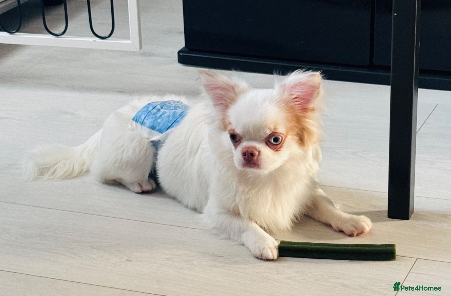Chihuahua dogs Long coat chihuahua  - Advert 3