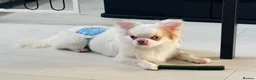 Chihuahua dogs for stud: Long coat chihuahua  - Advert 1