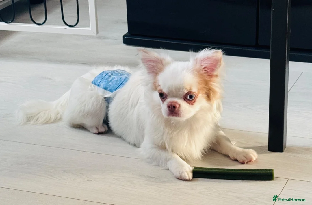Chihuahua dogs for stud: Long coat chihuahua  - Advert 1