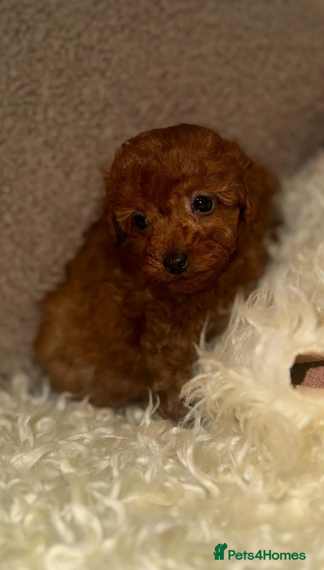 Toy Poodle dogs for sale: ❤️❤️Deep Red Petite KC Toy Poodles❤️❤️ - Advert 3