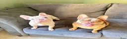 French Bulldog dogs for sale: French bulldog 1 year old bitch  in Grantham - Advert 2