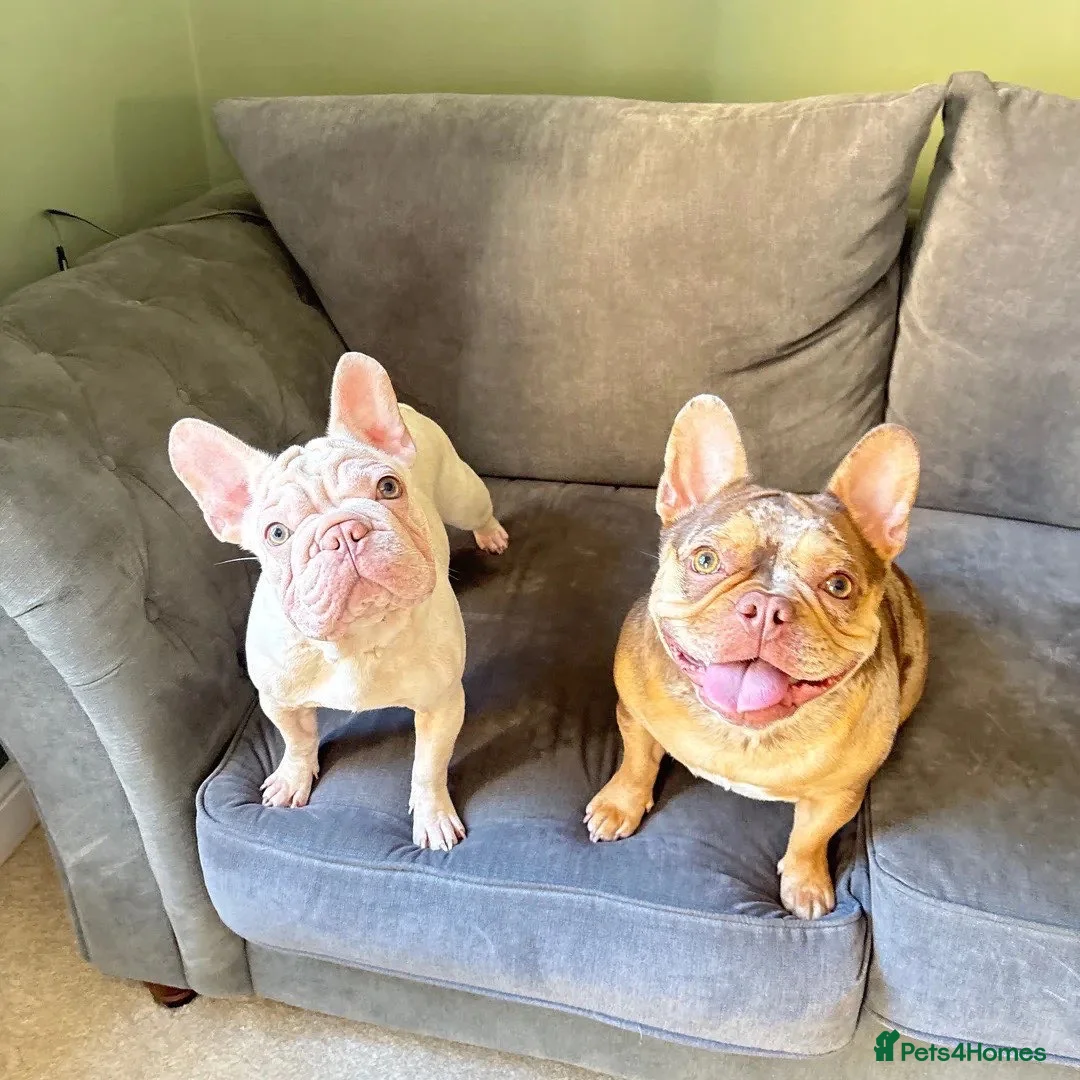 French Bulldog dogs for sale: French bulldog 1 year old bitch  in Grantham - Advert 2