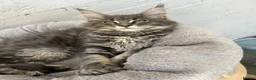 Maine Coon cats for sale: TICA Maine Coon Girls Ready Now DNA clear  - Advert 35