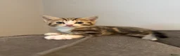 Mixed Breed cats for sale: 6 kittens ready for amazing homes!! - Advert 13
