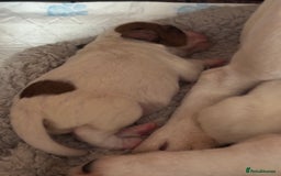 Jack Russell dogs for sale: Beautiful, big and healthy jack Russell pups - Image 12