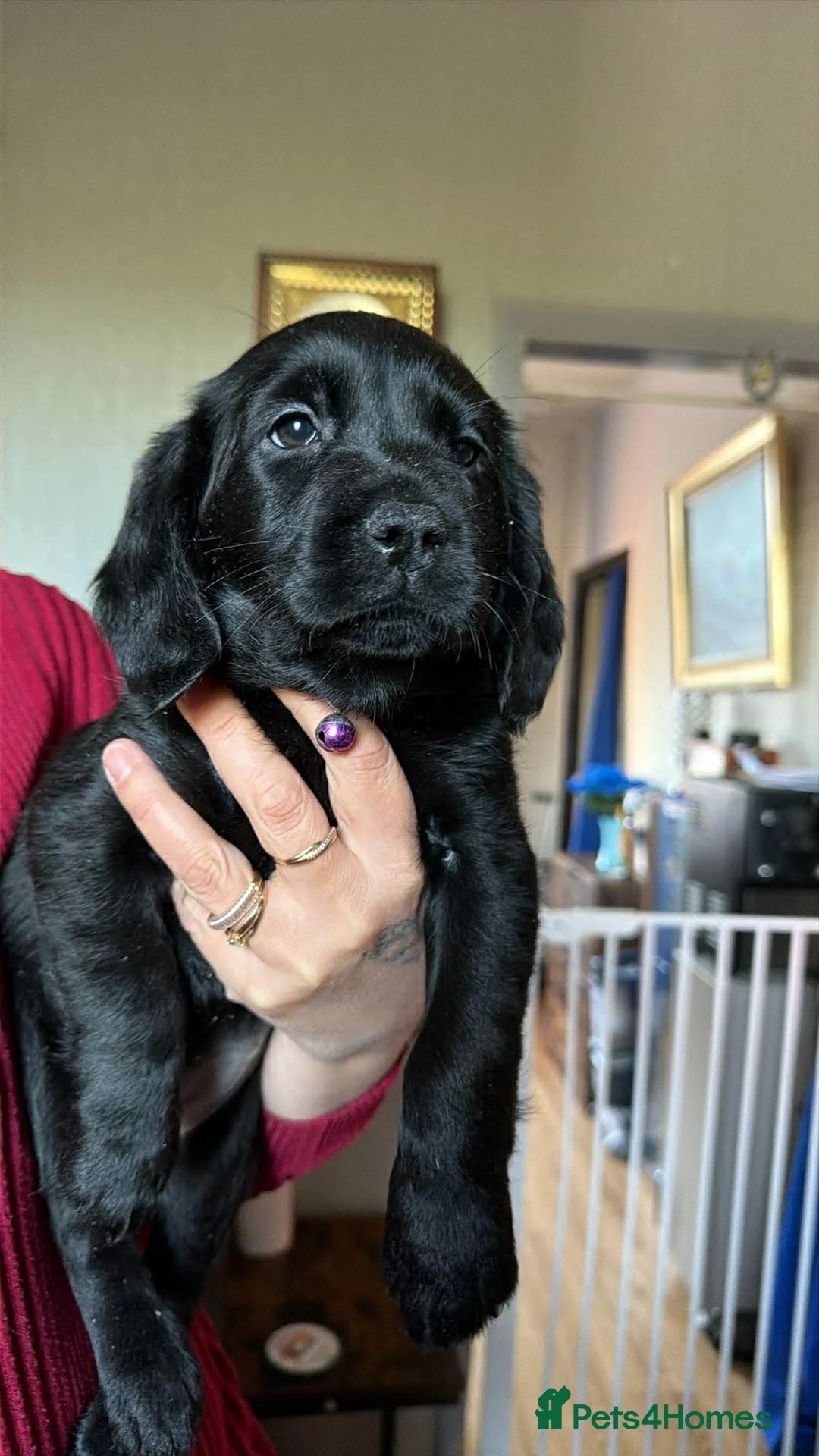 Cockerdor dogs for sale: 2 beautiful black cockerdors  - Advert 2