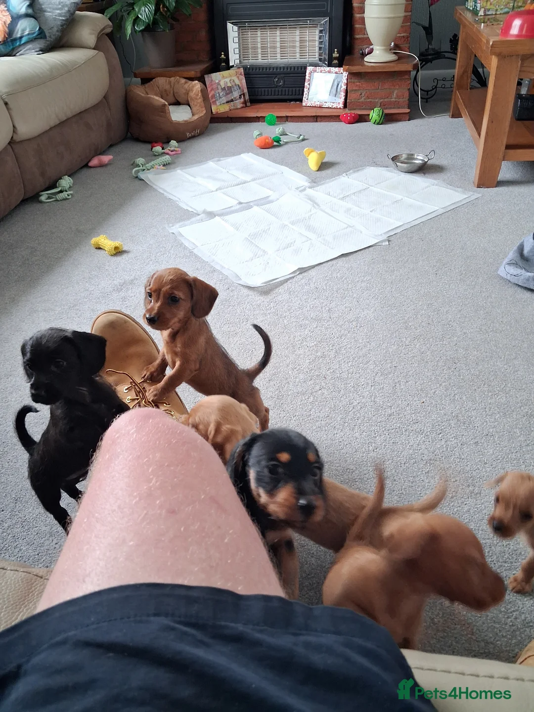 Doxiepoo dogs for sale: Doxipoo in Swadlincote - Advert 1
