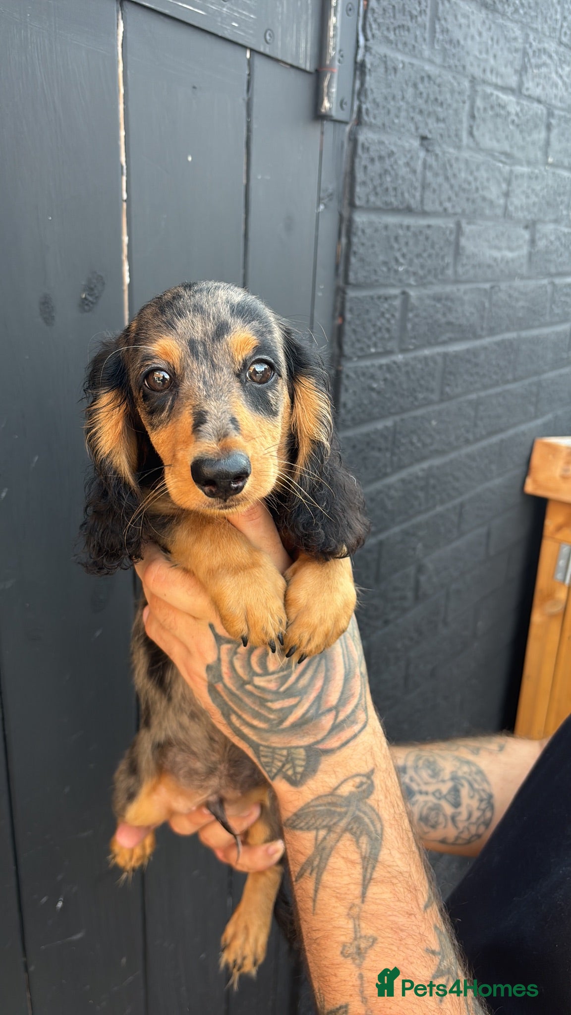 Miniature Dachshund dogs 🐾KC registered long-haired miniature dachshund 🐾 - Advert 2