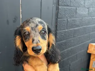 Miniature Dachshund dogs 🐾KC registered long-haired miniature dachshund 🐾 - Advert 2