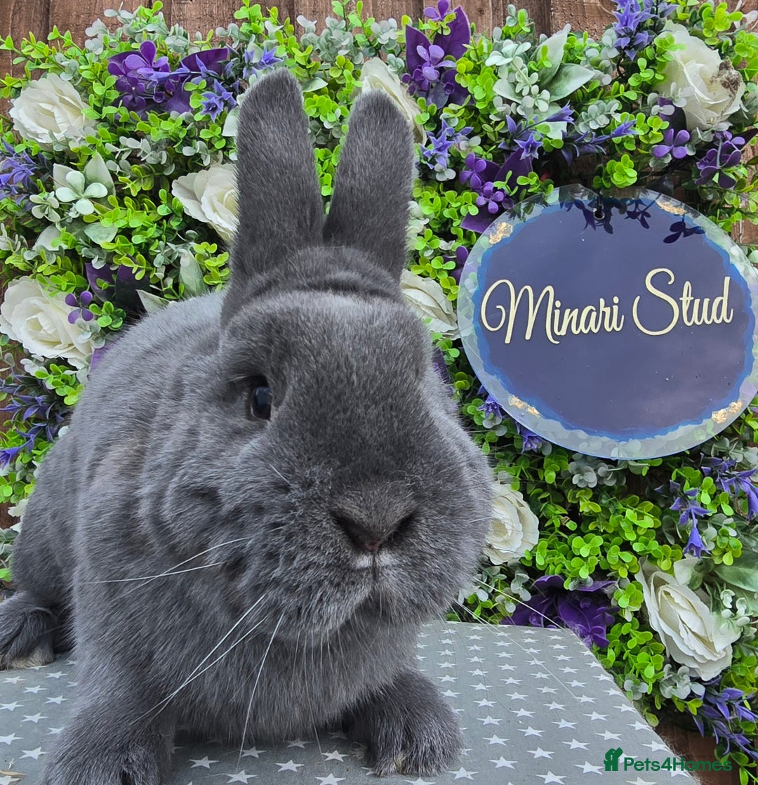 Mixed Breed rabbits for sale: Purebred Holicers - Advert 2