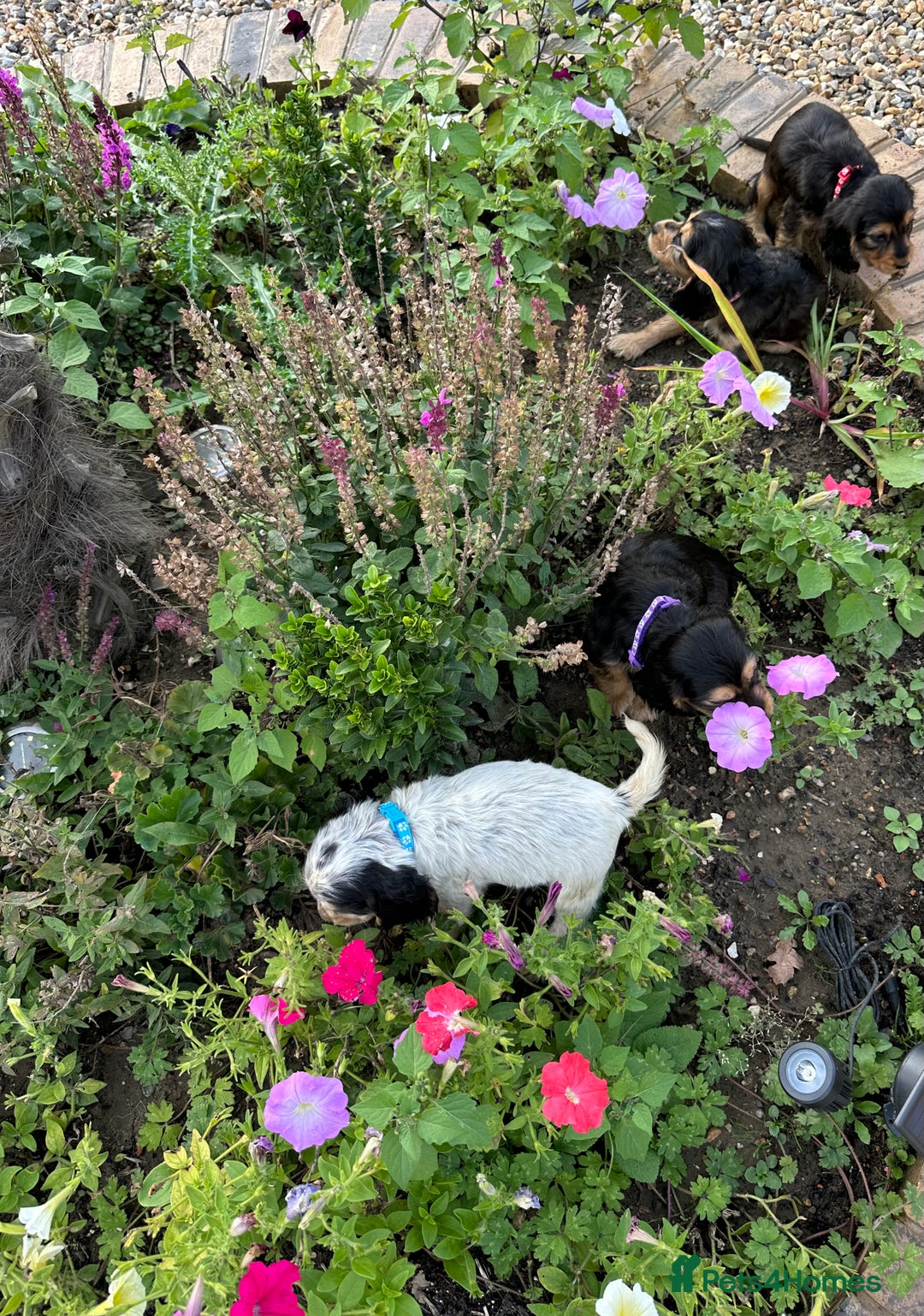 Cocker Spaniel dogs for sale: 5 adorable cockspaniel puppies for sale  - Image 7