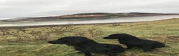 Cocker Spaniel dogs for sale: Black Working Cocker Spaniel Pups - Advert 4