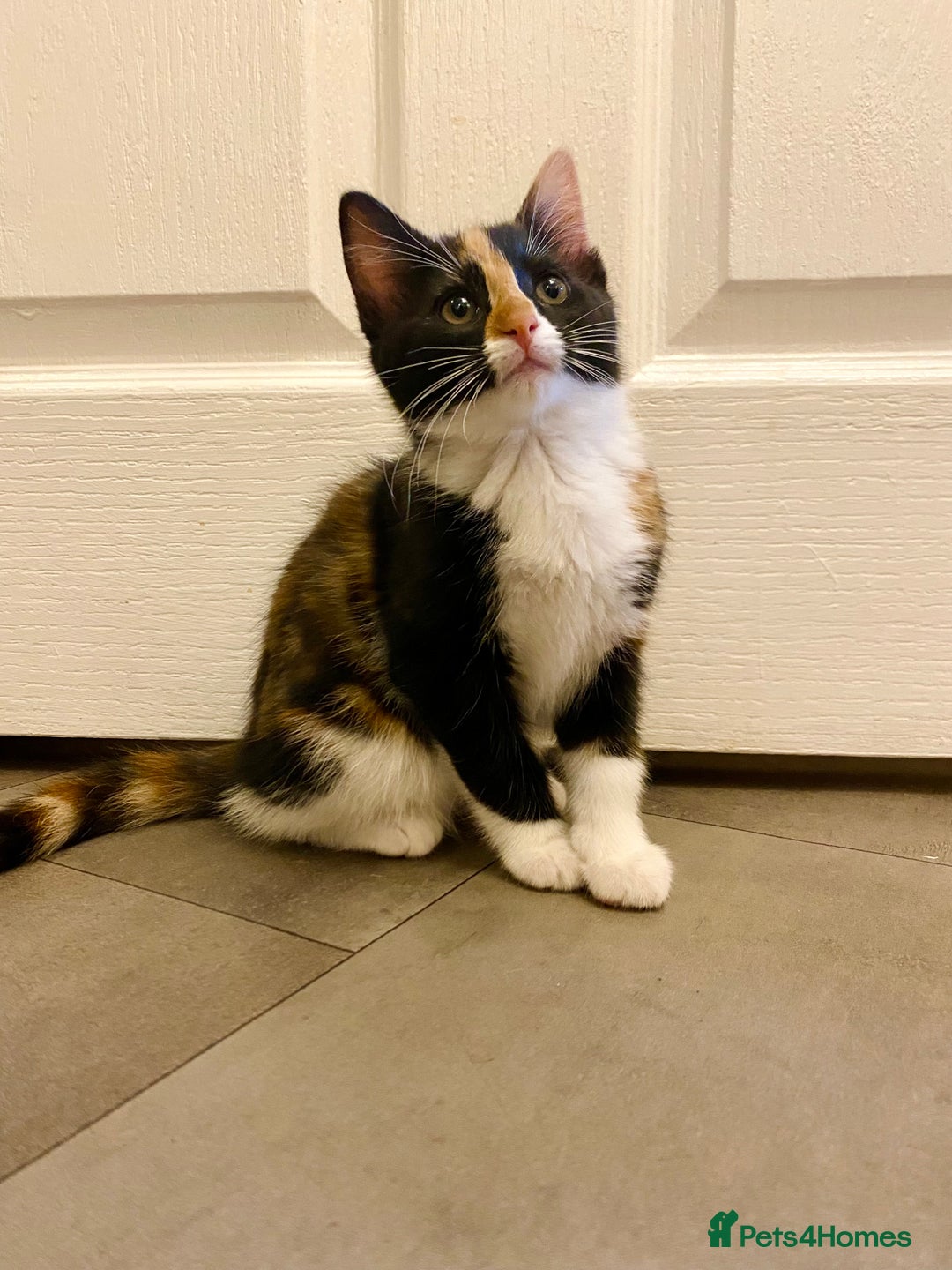 Domestic Shorthair cats for sale: Domestic Shorthair X Ragdoll Cross - Advert 10