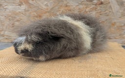 Guinea Pig rodents for sale: Swiss boar - Image 2