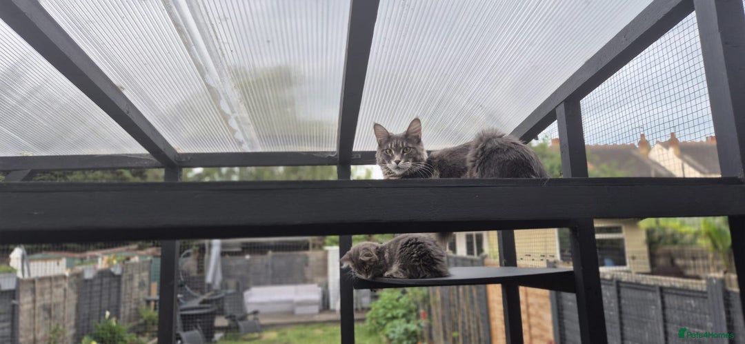 Maine Coon cats for sale: Twinny One and Two in Southend-on-Sea - Image 13